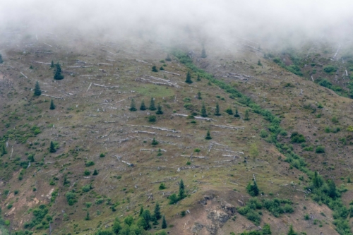 Mt St Helens, Down Trees