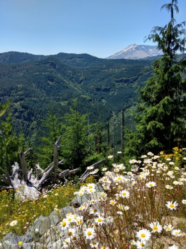 Mt St Helens Landscape