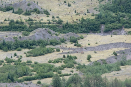 Mt St Helens, Recovery