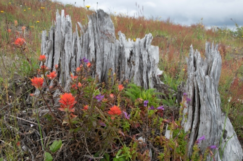 Mt St Helens, stump