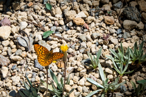 North Western Fritillarry Butterfly - DSC_7289