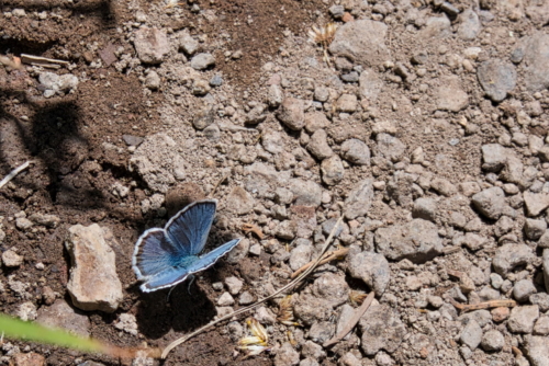 Reakirks Blue Butterfly - DSC_7110