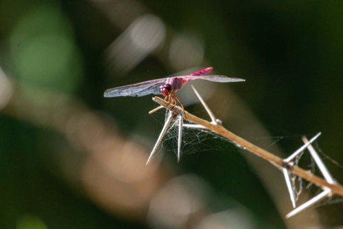 Roseate Skimmer 1