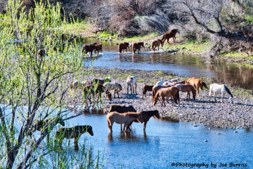 Salt-River-Horses-DSC_1464