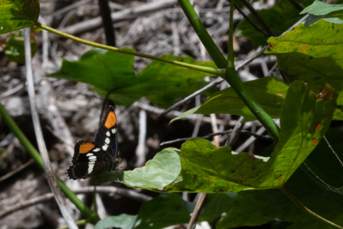 Sequoia California Sister Butterfly