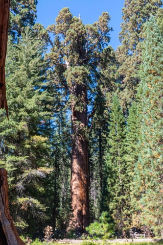 Sequoia-General-Sherman-Tree