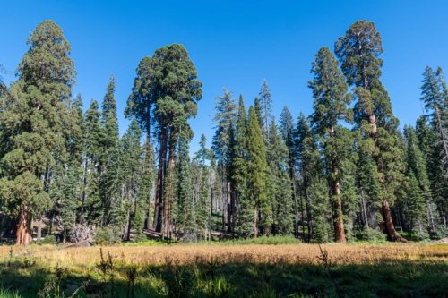 Sequoia-Giant-Forest