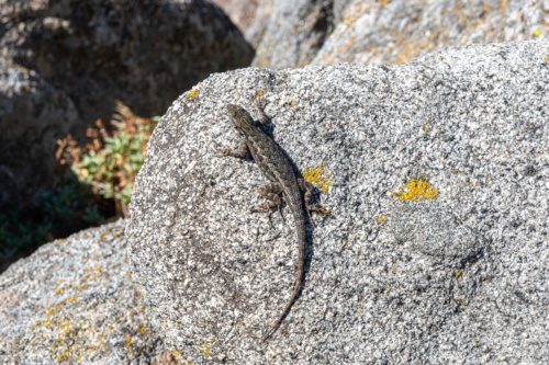 Sequoia Lizard