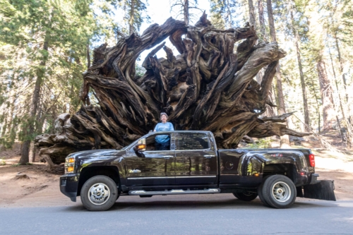 Sequoia-Truck-and-Rootball