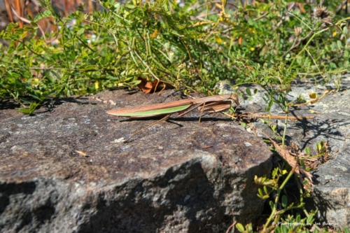 Shenadoah-NP-Praying-Mantis-DSC_0651