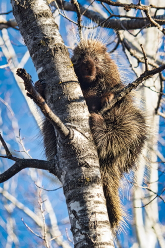 Shishebogama Porcupine - DSC_3096