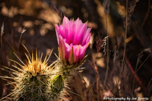 Superstition-Wilderness-Cactus-Flower-DSC_2278