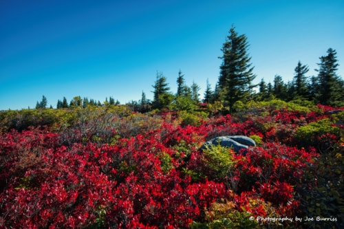 WV-Dolly-Sods-Blueberries-DSC_0317