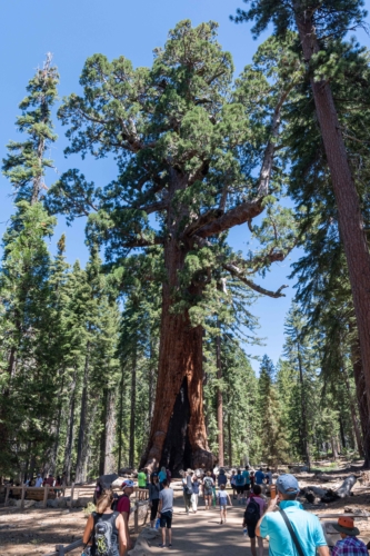 Yosemite-Sequoia-Grizzley-Tree