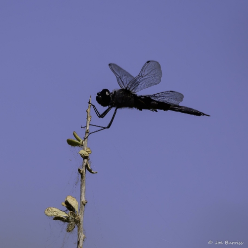 Arizona-Riparian-Preserve-Black-Saddlebags-Dragonfly-