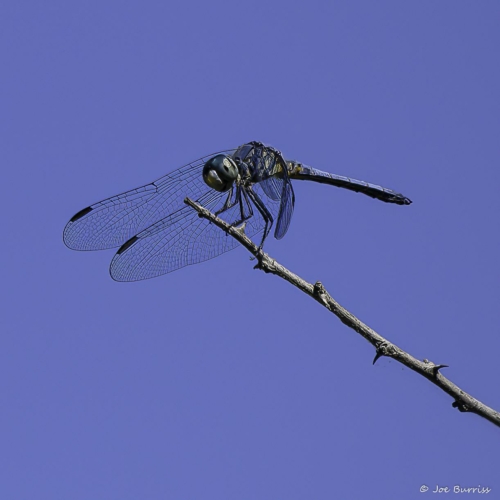 Arizona-Riparian-Preserve-Hoary-Skimmer-