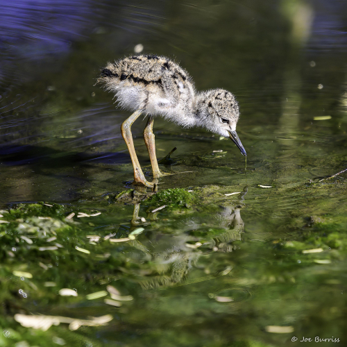 Arizona-Riparian-Preserve-Hummingbird-DSC-1563-