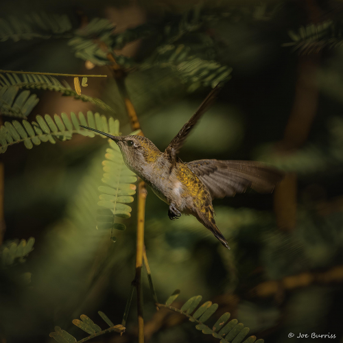 Arizona-Riparian-Preserve-Hummingbird-DSC 1793- (1)