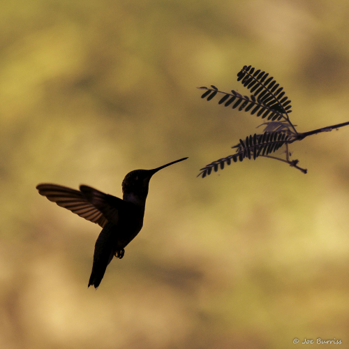 Arizona-Riparian-Preserve-Hummingbird-Sunrise-1587