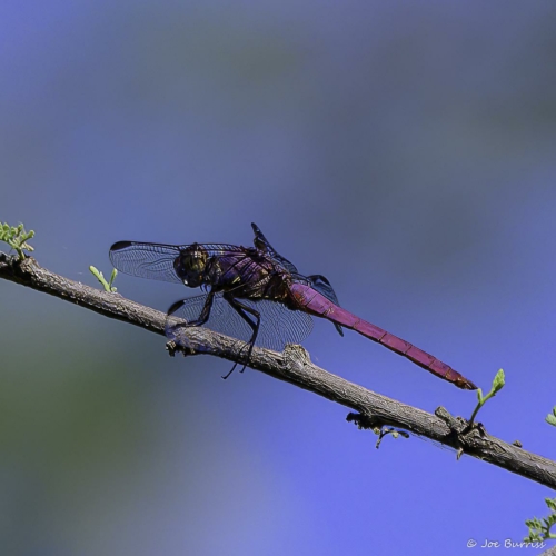 Arizona-Riparian-Preserve-Roseate-Skimmer-Dragonfly-