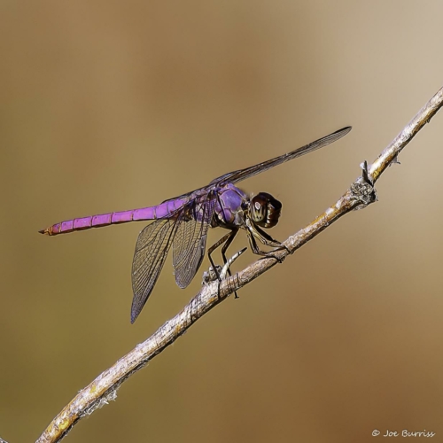 Arizona-Riparian-Preserve-Roseate-Skimmer-Dragonfly-2