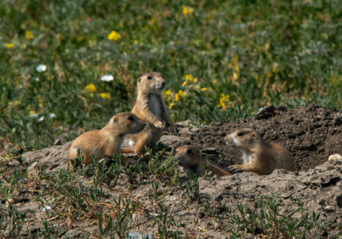 Baby Prairrie Dogs