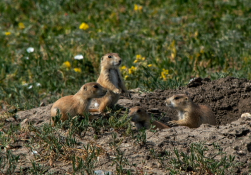 Baby Prairrie Dogs (1)