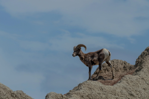 Badlands Big Horn Sheep 3