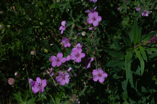 Beartooth Senic Wildflowers (1)