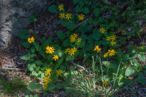 Beartooth Wildflower 3