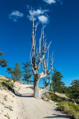 Bryce Canyon Beautiful Dead Tree