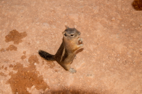 Bryce Canyon Beggar 