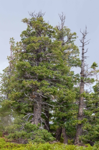 Bryce Canyon Bristlecone Pine