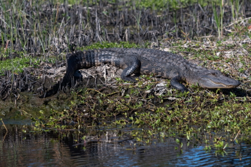 Charleston, SC Alligator