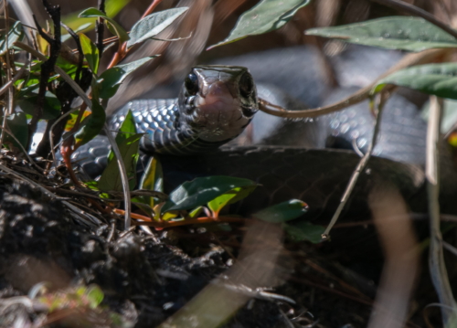 Charleston, SC snake (1)