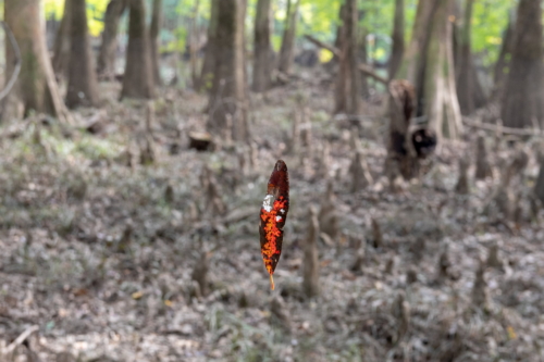 Congaree National Park - Shaun (1)