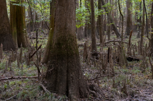 Congaree National Park Bald Cypress Knees (1)