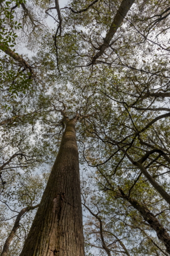 Congaree National Park Canopy 1 (1)