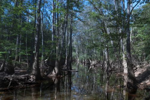 Congaree National Park Cedar Creek  5 (1)