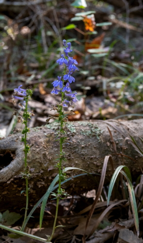 Congaree National Park Flowers (1)