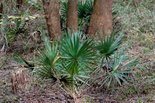 Congaree National Park Palmetto (1)