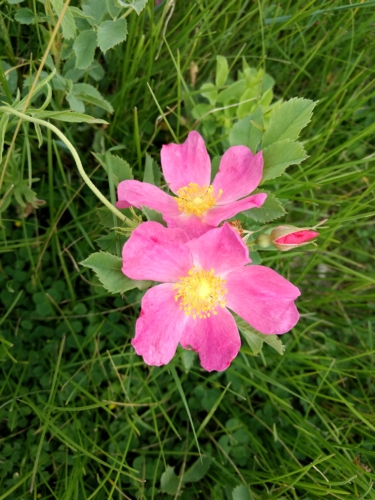 Custer State Park Wildflower by Jane