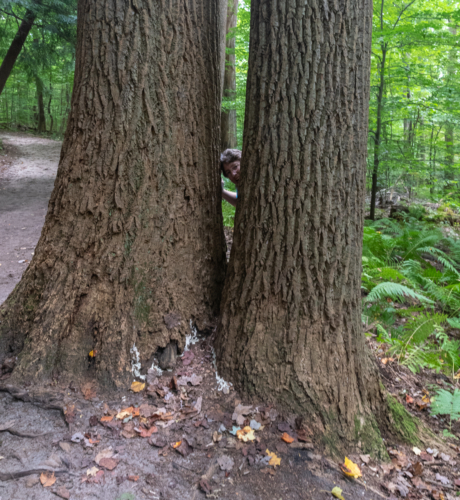 Cuyahoga National Park Ledges Trail Big Trees