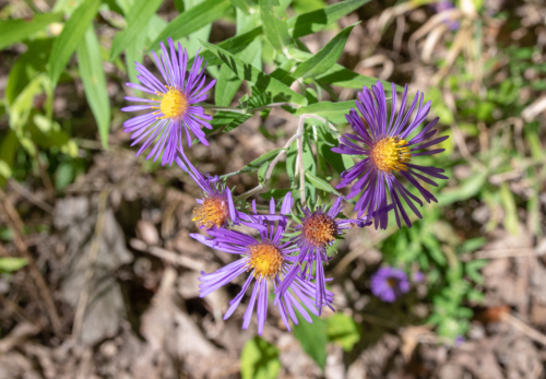 Cuyahoga National Park Wild Flowers