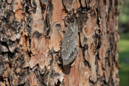 Devil's Tower Moth (1)