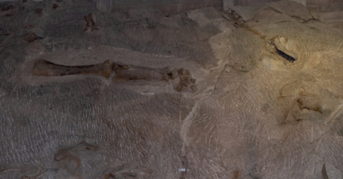 Dinosaur National Monument Fossils