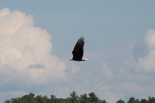 Eagle Flying Over Shishebogama Lake (1)