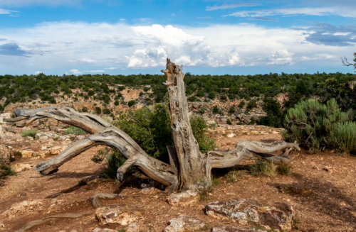 Grand Canyon Dead Tree