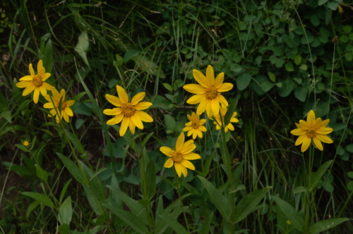Grand Teton Alpine Sunflowers (2)