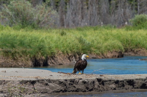 Grand Teton Bald Eagle after Bath Time (1)